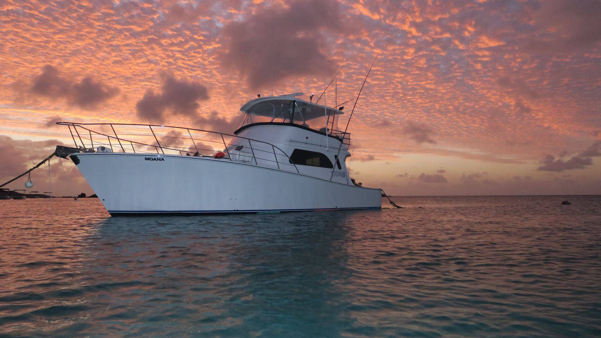 About Us Big Fish Down Under