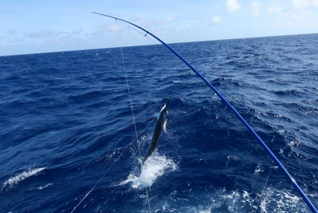 Black Marlin