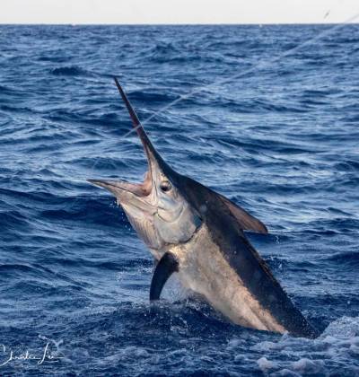 Black Marlin Fishing Charters