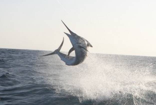 Black Marlin