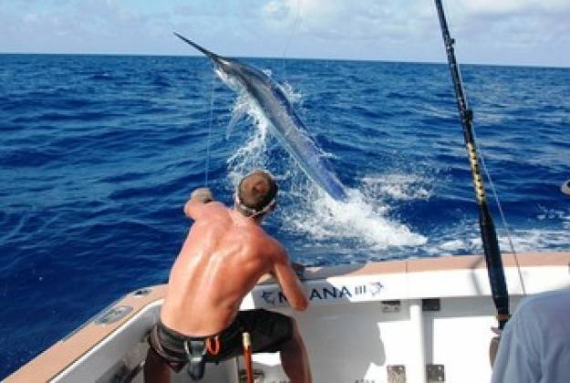 Black Marlin