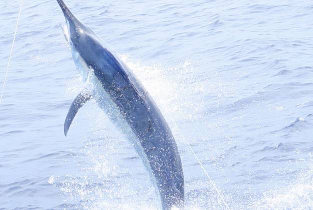 Black Marlin Fishing