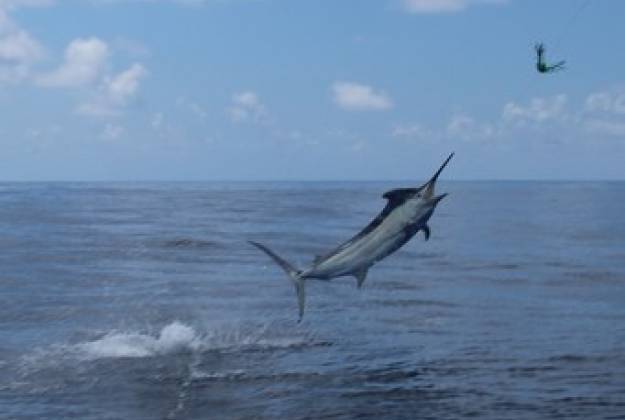 Black Marlin