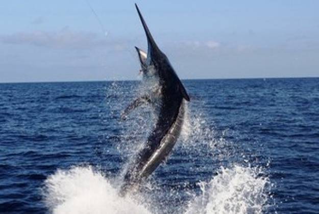 Black Marlin